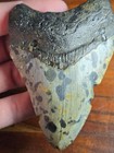 Rare Colors   Patterns  Unique Real Megalodon Shark Tooth Fossil No Restorations