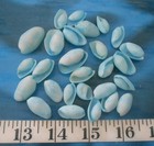   Atlantic Bubble Shells   25    Medium Blue   Seashells   Sailor s Valentines  