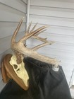 10pt Whitetail Antler Horn Deer Fake Skull Mount Taxidermy