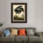 Framed Canvas Art Giclee Print Great Blue Heron By John James Audubon 24 x32 