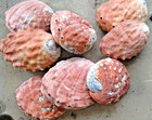 Large Abalone Shells Polished Lot Of 8 Collection