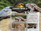 Screen Used Jurassic World Rebirth Movie Prop Parasaurolophus Inners Piece Coa