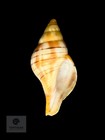 Cinctura Tortugana 24 4 Mm W  Operculum     Pulley Ridge  Fl     Tsc  0686 W o Gem