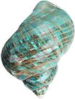 Large Natural Conch Seashell Hermit Crab Green Turbo Rare Real Aquarium 3 9 Inch