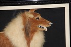 Original Victorian  Memorial Lassie Collie Dog Portrait Picture  