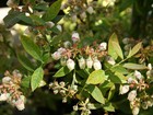 Live Sunshine Blue Blueberry Fruit Plant   Vaccinium -  pint Pot 