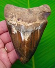 4 55    Megalodon Shark Tooth Real Fossil  Deep Red   Black Blade