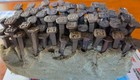 Over 80  Railroad Date Nails - Mostly 1920s