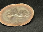 Shrimp-acanthotelson Stimpsoni From Dugger  Indiana-fossils-not Mazon Creek