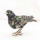 Starling Bird Taxidermy Display Specimen Oddity Curiosity D  cor Collectible Gif