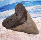 Megalodon Shark Tooth 4 3 4 Sharks Teeth Large Jaw Classic Fossil Real Serrated
