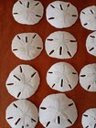 16 Sand Dollars Lot Of Shells White natural Sea Craft Supplies Various Sizes