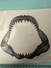 Jaws Great White Shark Jaws Sticker Tackle Box Sticker 15 X 14cm