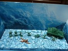 Ww2  Lot 91  Australian   Army  Plastic Vintage 1 32 Rare        