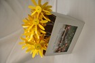Early Bloomer Spinning  Daisy  Pinwheel  Wind Spinner  Garden Spinner Qty 12