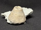 Crinoid-stunning Waldron Eucalyptocrinites Cup From Indiana-fossils  Trilobite