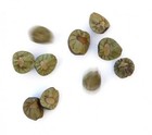 60  Authentic Real Mexican Jumping Beans In A Sack - Incl  6 Racing Game Sheets
