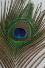 Peacock Feathers 10  -55  Beautiful Natural Eyes 10-200 Pcs  halloween costume 