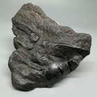 Rarely Offered Severely Deformed 3 42  Fossil Megalodon Shark Tooth