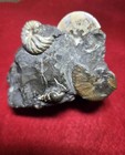 Discoscaphites- Sphenoscaphites-fox Hill Formation   Cretaceous  South Dakota