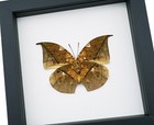 Anaea Archidona Verso Butterfly Dead Leaf Mimic Framed Taxidermy Classic Black