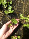 50 Baby Small Water Hyacinth  Live Aquarium Beo Luc Binh Plant Koi Pond