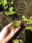 7 Water Hyacinth Small Baby  Live Aquarium Beo Luc Binh Baby Plant Koi Pond