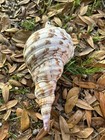 Large Triton Trumpet Charonia Tritonis Conch Sea Shell 11 