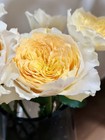 Effie Shrub Rose - Cream Yellow Color - 1 Gallon Plant With Tea Aroma