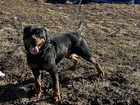Rottweiler Puppy Collar  