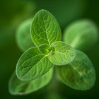 Oregano Seeds  Italian Vulgare Heirloom  Non-gmo  Culinary Herb  Free Shipping