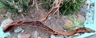 Large Driftwood Manzanita Aquascape Aquarium Terrarium  Bonsai 28   14   9  
