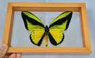 Real Framed Butterfly Goliath Sansom Male Mounted Double Glass Amazing Butterfly