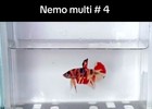 Betta Nemo Multi Male Live Fish High Quality 4