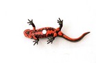 Kitan Club Nature Techni Colour Japanese Fire Bellied Newt Magnet Figure New Nip