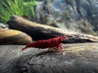 10 1 Bloody Mary Shrimp - Deep Red Neocaridina Live Freshwater Aquarium