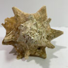 Large Vtg Conch Sea Shell 10  Long  Natural Nautical Decor Beautiful Piece