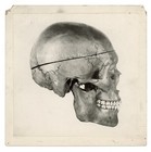1930s Human Skull Archeological Dig Press Photos  3 