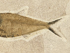 X-ray Bones  Long  Nice Fifty Million Year Old  Diplomystus Fish Fossil 1696gr
