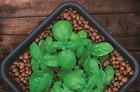 Hydrofarm Grow t Pre-washed  Ph Stable Clay Pebbles  4mm-16mm  40l
