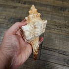 Natural Conch Sea Shell Beautiful B1