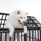 52  Heavy Duty Pet Dog Cage Strong Metal Crate Kennel Playpen With Wheels   Tray