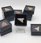 1 One Random Neolithic Arrowhead 8 000   3 000 Bc W  Display Case   History Card