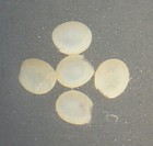 3  Antique  Microscope Slides  Eggs Silk Moth  Leaf Bud  Vermes By W watson