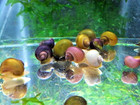 4  1 Free - Mixed Mystery Snails Live Freshwater Aquarium Snail Pea nickel Size