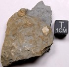 Heteroschisma Subtruncatus Devonian Blastoid Fossil Thunder Bay Fm Michigan