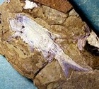 Excellent  Complete 6cm Fish Coccolepis  Sp  With All Fins   Jurassic  Germany