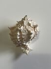 3 1 4    Large Natural Pink Murex Conch Seashell Hermit Crab Shell