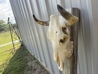 Steer Skull 17 1 2    Inch Wide Horns Bull Horn Mounted Cow Head