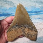 Megalodon Shark Tooth 5 1 8  Sharks Teeth Huge Jaw Fossil Real Megladon Serrated
